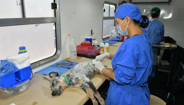 Llevará Impba Esterilizaciones Gratuitas A La San Bosco, Café Combate Y Mediterráneo (2)