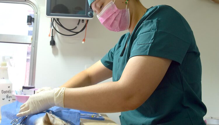 Registra Administración De Toño Astiazarán Casi 10 Mil Esterilizaciones De Animales En La Primera Mitad Del Año