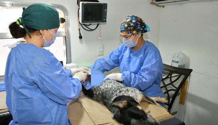 Tendrá Impba Esterilizaciones Gratuitas Este Viernes En Centro Hábitat Los Olivos (3)
